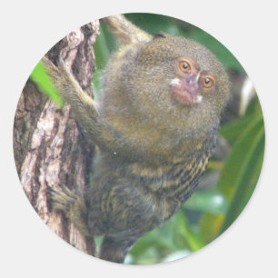 Pygmy Marmoset Classic Round Sticker