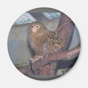 Pygmy Marmoset Portrait Magnet