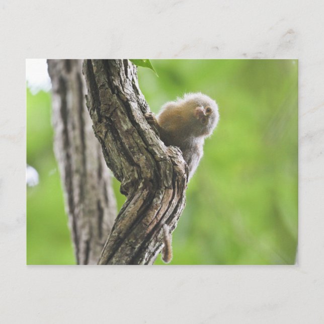 Pygmy Marmoset Postcard (Front)