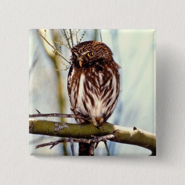 Pygmy Owl 15 Cm Square Badge (Front)