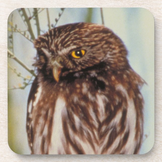 Pygmy Owl Coaster (Front)