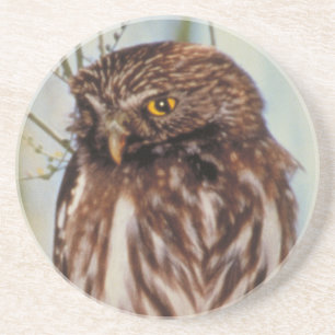 Pygmy Owl Coaster