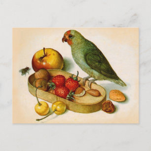 Pygmy Parrot With Fruit and Nuts Postcard
