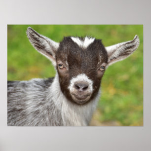 Pygmy Pet Goat Kid Poster