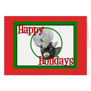 Pygora Baby Goats Holiday Christmas