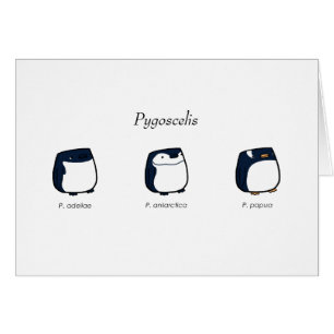 Pygoscelis Card