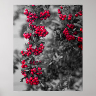 Pyracantha Berry Wall Art Poster