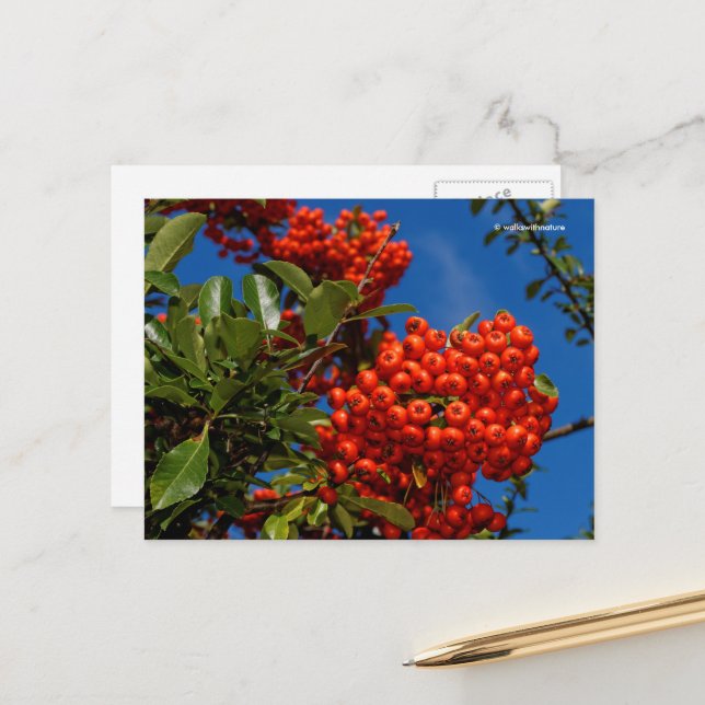 Pyracantha Coccinea Scarlet Firethorn Berries Postcard (Front/Back In Situ)