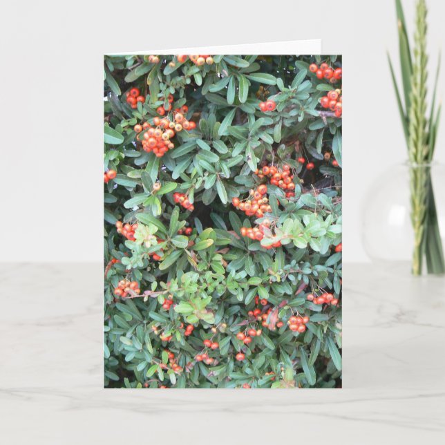 Pyracantha plant on greeting card (Front)