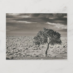 Pyramid Lake, Nevada Postcard