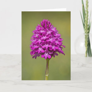 Pyramidal Orchid - Greeting Card