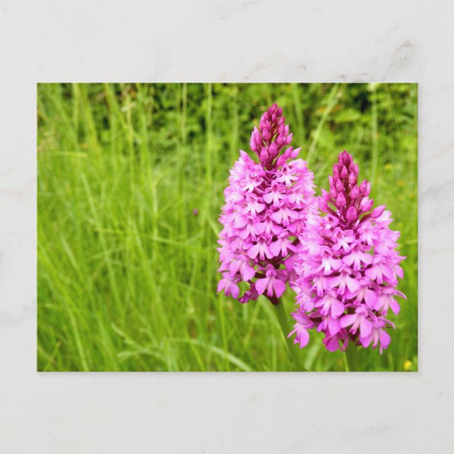 Pyramidal Orchid Postcard (Front)