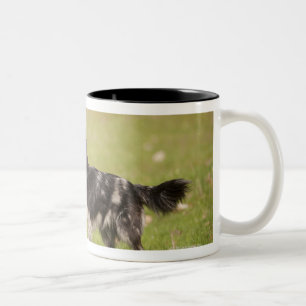 Pyrenean shepherd in alert pose waiting for Two-Tone coffee mug