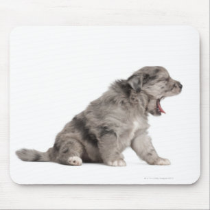 Pyrenean Shepherd puppy (4 weeks) yawning Mouse Mat