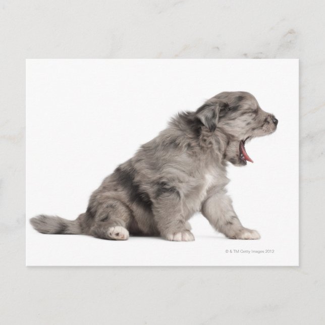 Pyrenean Shepherd puppy (4 weeks) yawning Postcard (Front)