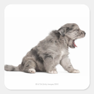 Pyrenean Shepherd puppy (4 weeks) yawning Square Sticker