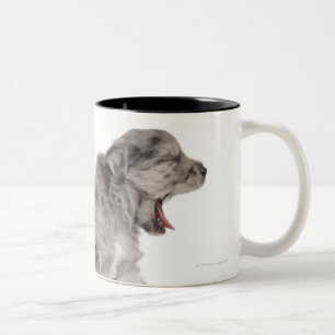 Pyrenean Shepherd puppy (4 weeks) yawning Two-Tone Coffee Mug