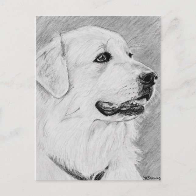 PyreneanMountainDog.jpg Postcard (Front)
