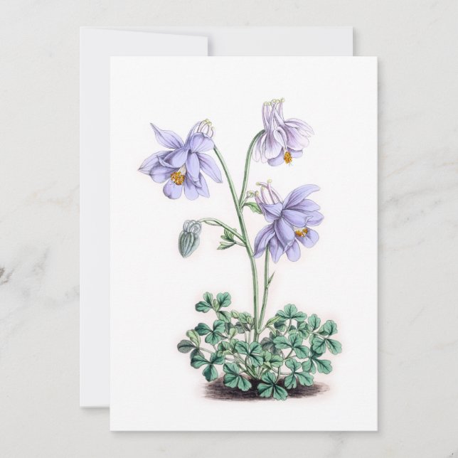 Pyrenees Columbine - Aquilegia pyrenaica (Front)