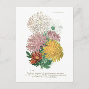 Pyrethrum sinense (Chrysanthemum) Postcard