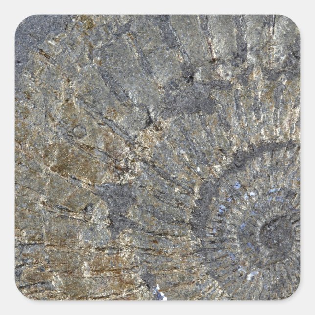 Pyritised Ammonite Square Sticker (Front)
