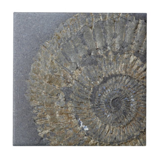 Pyritised Ammonite Tile