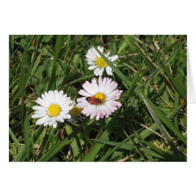 Pyrrhocoris apterus (Front Horizontal)