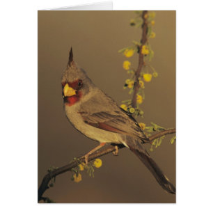 Pyrrhuloxia, Cardinalis sinuatus