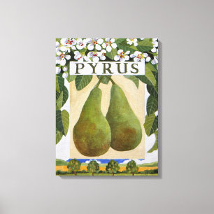 Pyrus Canvas Print