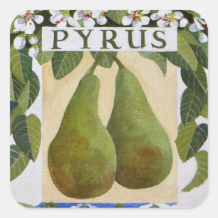 Pyrus Square Sticker