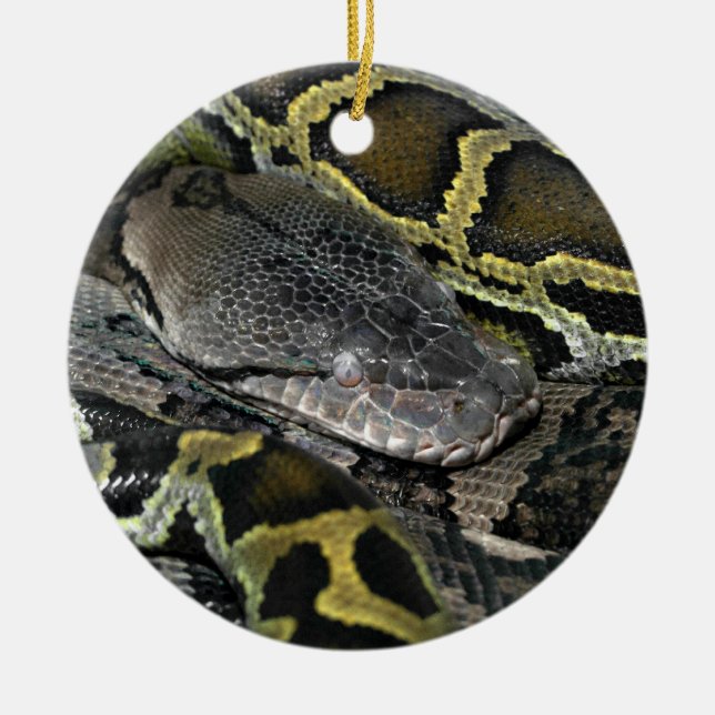 Python molurus bivittatus ceramic tree decoration (Front)