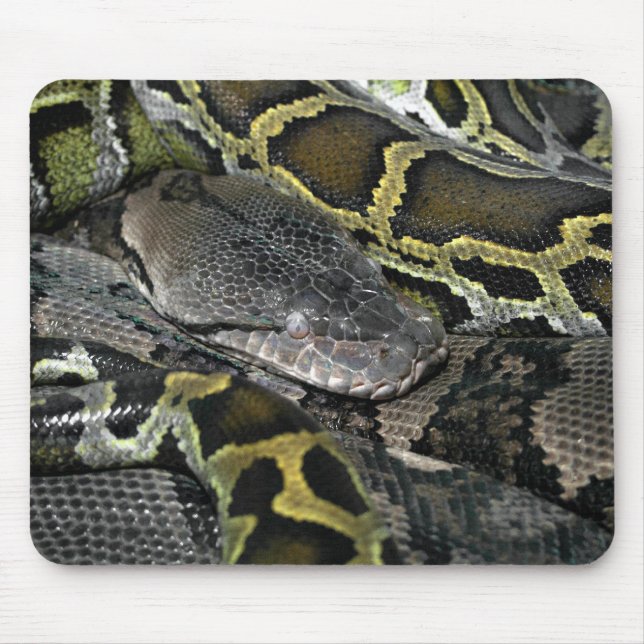 Python molurus bivittatus mouse mat (Front)