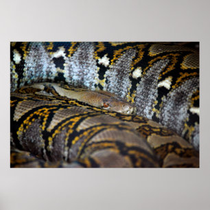 Python photo poster
