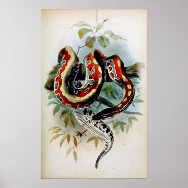 PYTHON! POSTER (Front)