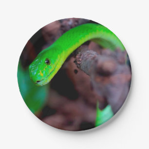 Python Snake Paper Plate