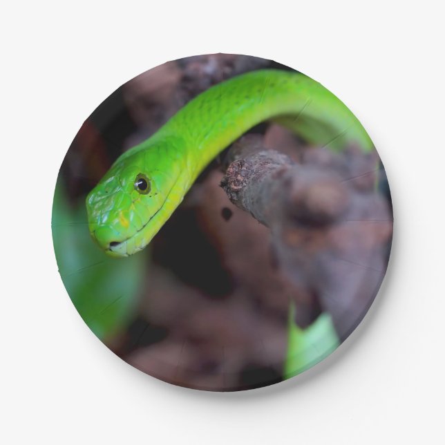 Python Snake Paper Plate (Front)