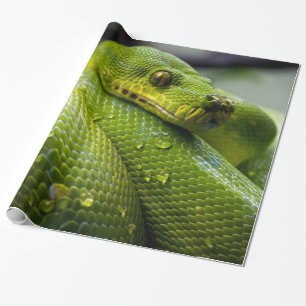 Python Wrapping Paper