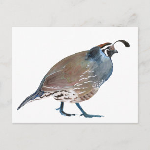 Q. Quail / carte postale Postcard