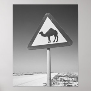 Qatar, Al Zubarah. Camel Crossing Sign-Road to Poster