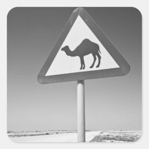 Qatar, Al Zubarah. Camel Crossing Sign-Road to Square Sticker