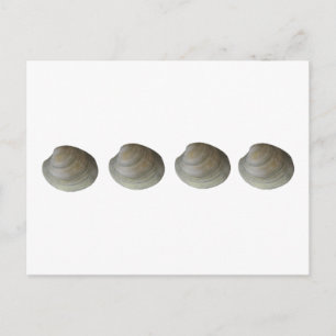 Quahog Clams Logo Postcard