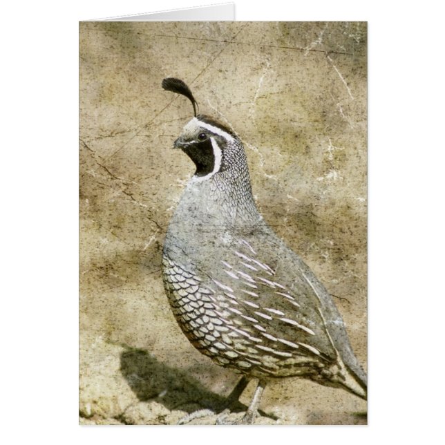 Quail (Front)