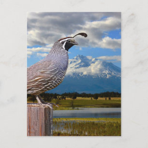 QUAIL AND MT SHASTA POSTCARD