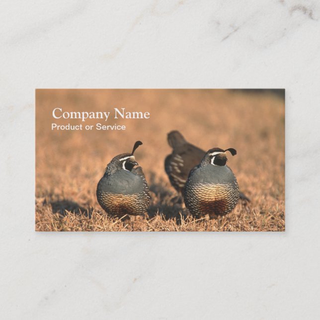 Quail business card (Front)
