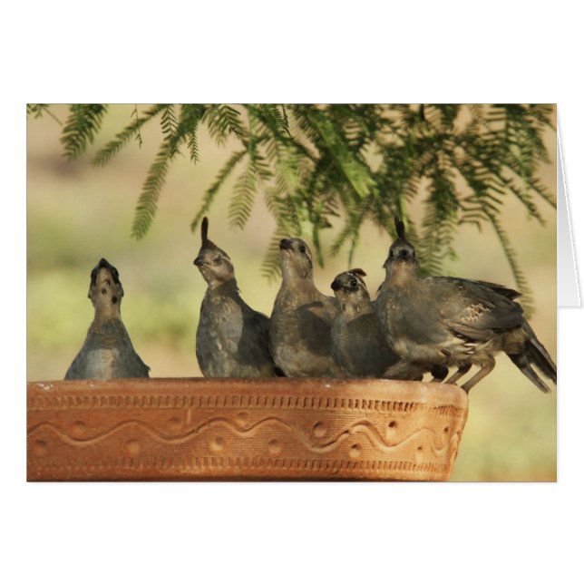 Quail Chicks (Front Horizontal)