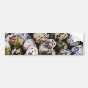 Quail Eggs Bumper Sticker