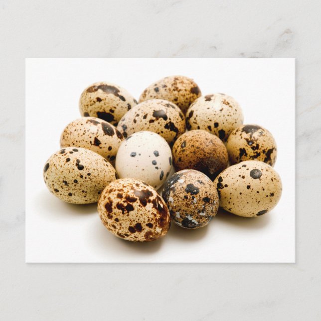 Quail eggs postcard (Front)