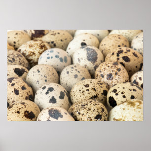 Quail Eggs Poster