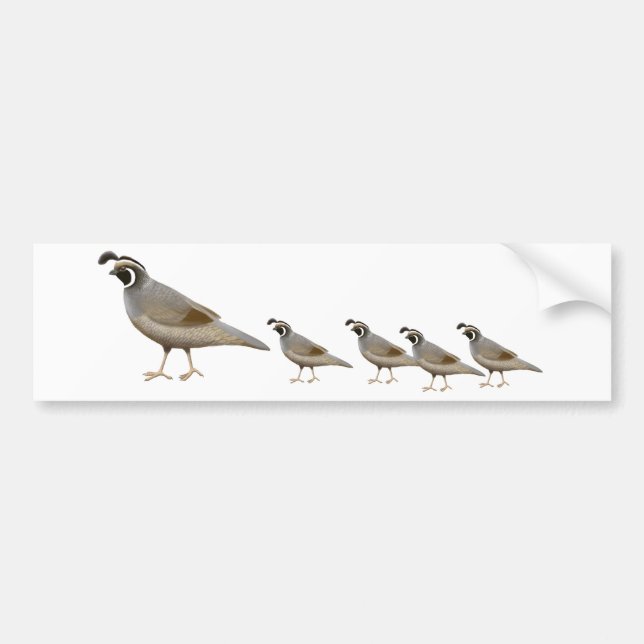 Quail Family Bumper Sticker (Front)