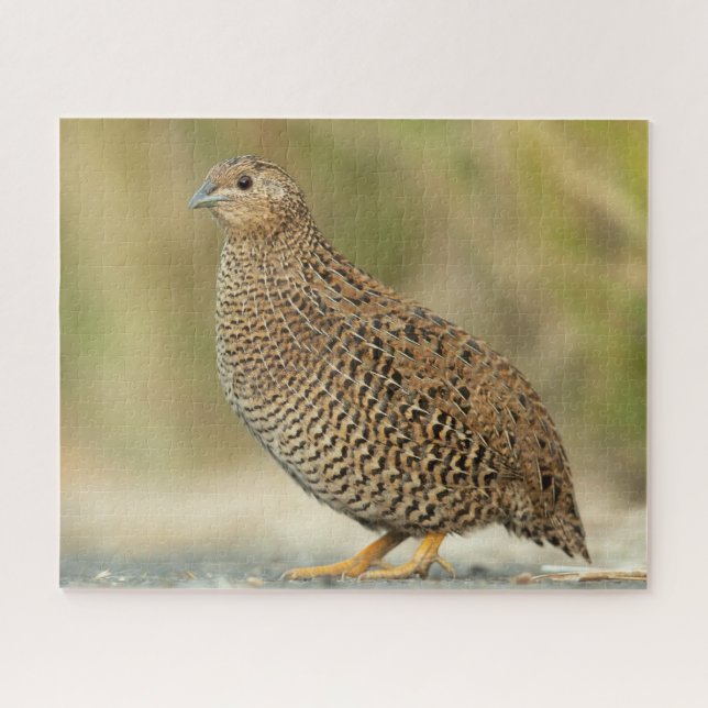 Quail Jigsaw Puzzle (Horizontal)